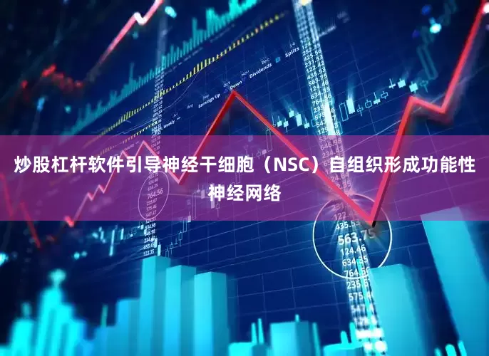 炒股杠杆软件引导神经干细胞（NSC）自组织形成功能性神经网络